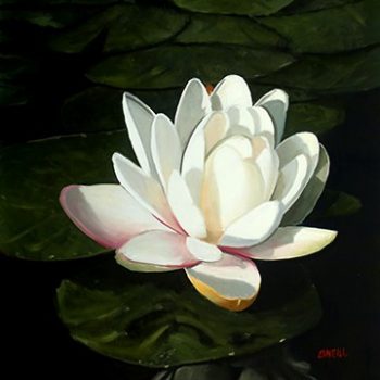 Water Lily